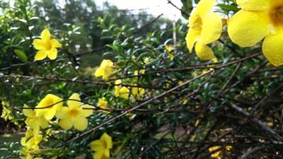 Allamanda cathartica